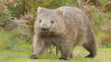 El wómbat, un marsupial oriundo de Australia, era una de las mascotas preferidas del excéntrico Dante Gabriel Rossetti (FOTO: GETTY)