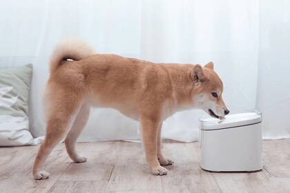 El Xiaomi Smart Pet Fountain, un bebedero para mascotas