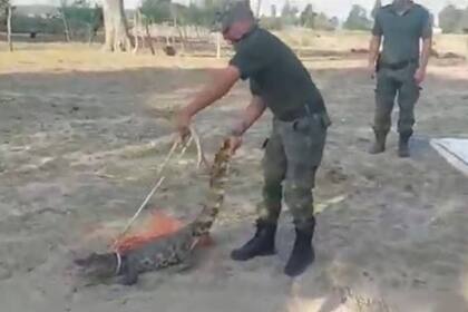 El yacaré, a punto de ser arrojado a la caja de la camioneta policial