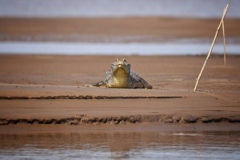 Santa Fe y su tesoro oculto: Jaaukanigás, el humedal que lucha por ser reserva provincial