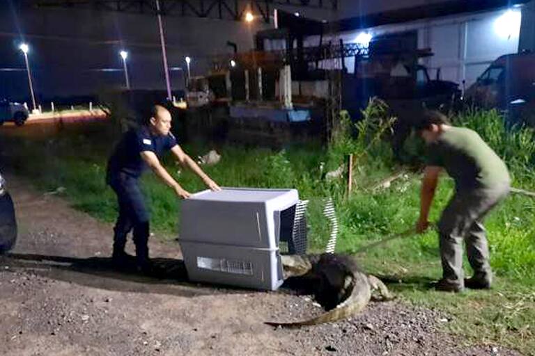 Corrientes: el video del rescate de un yacaré que deambulaba frente a un supermercado