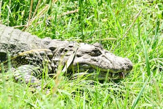 La nueva vida de “Ricardito”, el yacaré overo que pasó más de una década en el instituto Malbrán