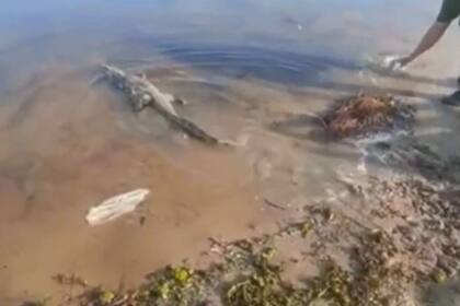 El yacaré regresó a su hábitat natural, en el río Corrientes