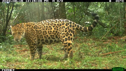 El yaguareté es el felino más grande del continente y está en peligro de extinción