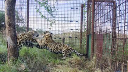 El yaguareté es el máximo predador de América