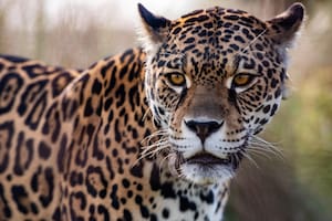 El hallazgo que emocionó a los ambientalistas del Parque Nacional Iberá