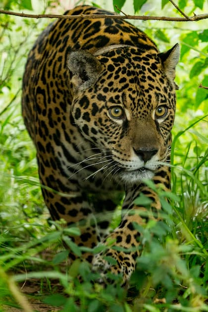 El yaguareté es una especie clave del ecosistema de los Esteros del Iberá, donde ya habitan 10 individuos libres luego de más de 70 años de extinción en la provincia