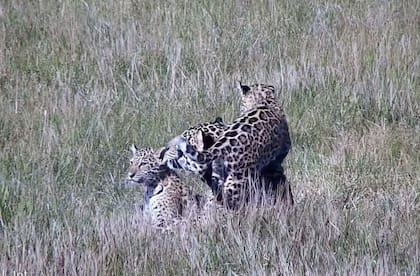 El yaguareté es una especie en peligro crítico de extinción y se estima que su población en la Argentina no supera a los 250 individuos. Gentileza: Fundación Rewilding Argentina