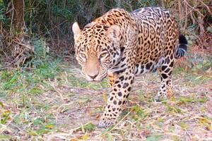 El yaguareté es uno de lo animales que se podrá observar en detalle con la herramienta de realidad aumentada