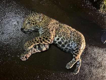 El yaguareté que fue muerto por la combi el 2 de octubre pasado.