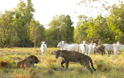 El yaguareté, símbolo de un plan de escala continental
