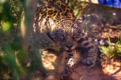 El yaguareté, una de las estrellas del parque, en peligro de extinción