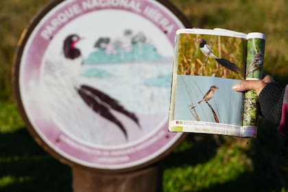 El yetapá de collar es emblema del Parque Nacional Iberá.