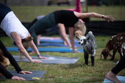 El yoga con animales que se volvió en una moda creciente que gana cada vez más adeptos 