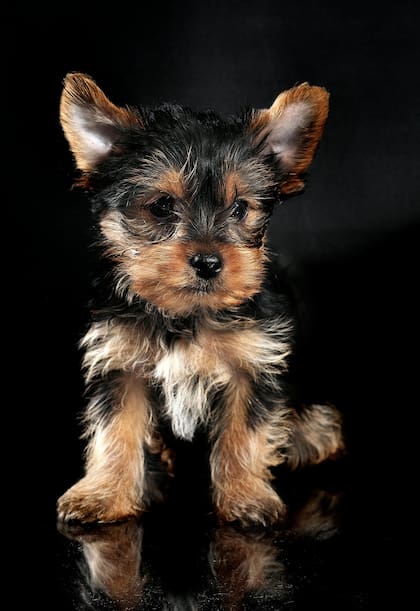El Yorkshire Terrier es un perro cariñoso y protector