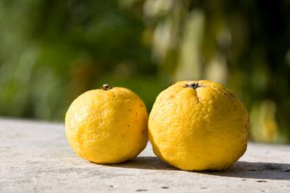 El yuzu es más fácil de cultivar que el limón. Se parece a una mandarina, pero no puede consumirse directamente.