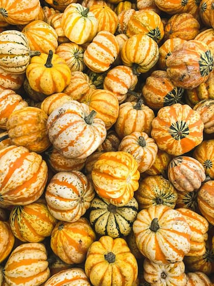 El zapallo o calabaza es fuente de fibra, minerales y vitaminas vitales como A, B y C