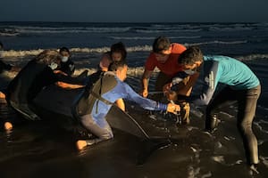 Un zifio apareció en San Clemente del Tuyú e hicieron un gran operativo para rescatarlo