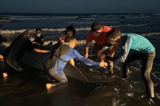 Un zifio apareció en San Clemente del Tuyú e hicieron un gran operativo para rescatarlo