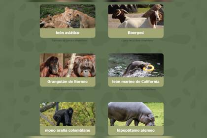 Algunos de los ejemplares que pueden encontrarse en el Zoológico de Aalborg