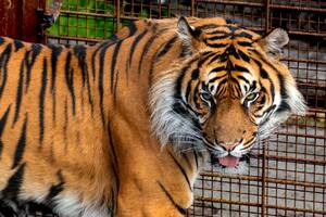 El Zoológico de Aalborg, en el norte de Dinamarca, lanzó una inusual convocatoria para que el público done pequeños animales domésticos