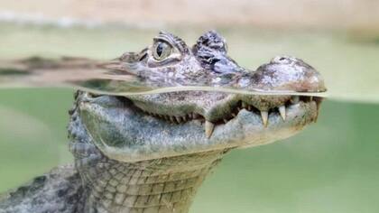 El zoológico de Shorter tiene hoy 500 animales de 93 especies diferentes, incluidos algunos cocodrilos