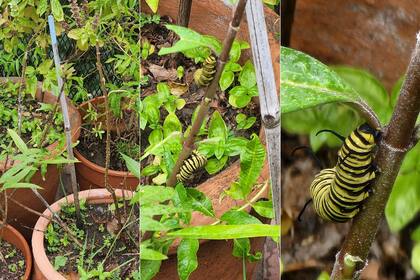 El zoom 30x del Galaxy S22 Ultra (tercera imagen, a la derecha) sirve para alcanzar objetos lejanos o hacer un detalle sobre elementos cercanos (las tres imágenes están tomadas desde el mismo lugar)