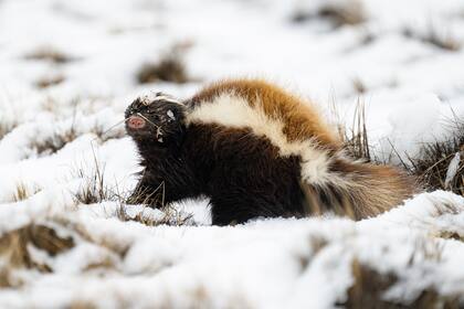 El zorrino hurga con el hocico en los suelos fríos en busca de alimento.