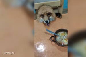 El zorro que se volvió viral por su peculiar conducta la hora de comer