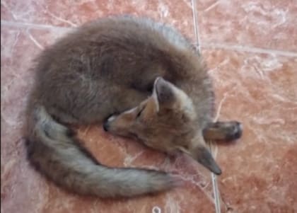 El zorro malherido durmió con ella en la habitación hasta que a la mañana siguiente vinieron a buscarlo