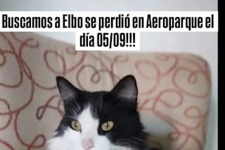 Una mujer denuncia que Aerolíneas Argentinas perdió a su gato en una escala en Aeroparque