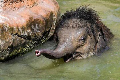 Elefante bebé, se refresca en el Zoológico de Leipzig, en el este de Alemania