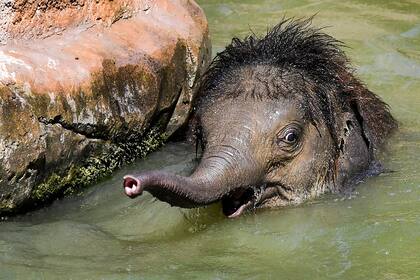 Elefante bebé, se refresca en el Zoológico de Leipzig, en el este de Alemania 