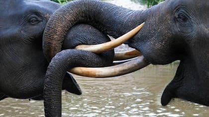 Elefante de Sumatra