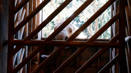 Elefante en el zoo porteño, donde el espacio es reducido para albergar al animal terrestre más grande del planeta