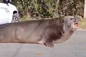 Un elefante marino sorprendió a los vecinos de Ensenada: se acostó en plena calle y cortó el tránsito