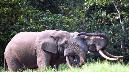 Elefantes africanos del bosque