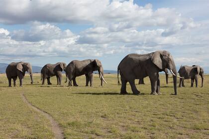 Elefantes en el Parque Nacional Amboseli en Kenia.