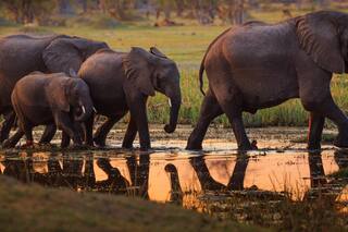 Diamantes y elefantes. La fórmula económica de Botswana para salir de la pobreza
