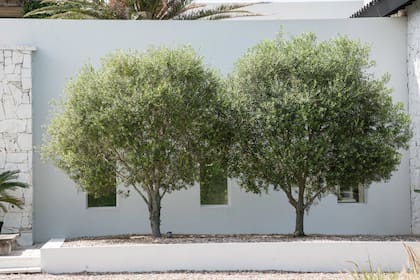 Elegante y exótico, rústico y longevo, el olivo marca su impronta en una terraza o entrada, donde la maceta es el marco que contiene su silueta y todo su perfume.