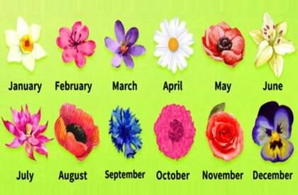 Elegí la flor de tu mes de cumpleaños y conocé cómo es tu personalidad