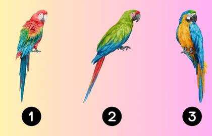 Elegí uno de los tres loros y conocé detalles de tu personalidad