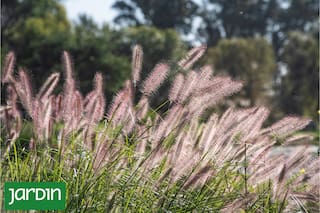 Especies que mejoran con los años y no piden recambio constante