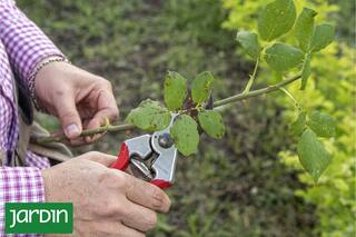 ¿Qué hay que tener en cuenta cuando se hace un injerto de rosas?