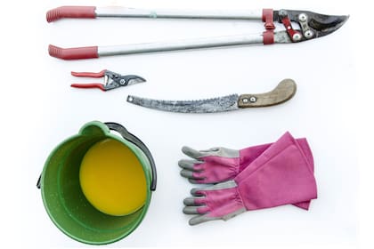 Elementos básicos para podar un rosal.