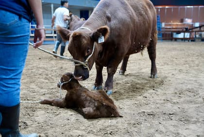Elena y Villaguay, madre y ternero, recién llegados al predio de Palermo