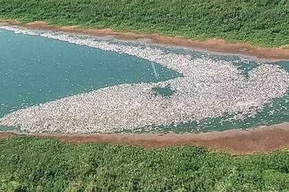 Elevada mortandad de peces en ríos y arroyos de la región