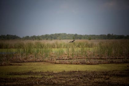 Será un oasis verde, un territorio bastante virgen, un refugio para 309 especies de aves y 49 de mamíferos, un sitio que ayudará a evitar inundaciones