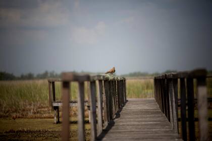 Entre las aves, sobresale la presencia de la pajonalera de pico recto, de la pava de monte y de la palomita azul. Y hay algunos registros del burrito colorado o parduzco