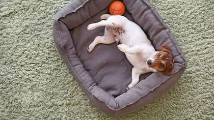 Eliminá los olores desagradables de la cama de tu perro con bicarbonato de sodio